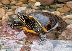 Along with the Caribbean Flamingos, you can also spot the freshwater turtles swimming and lounging on rocks. Some of these turtles were rescued and ca